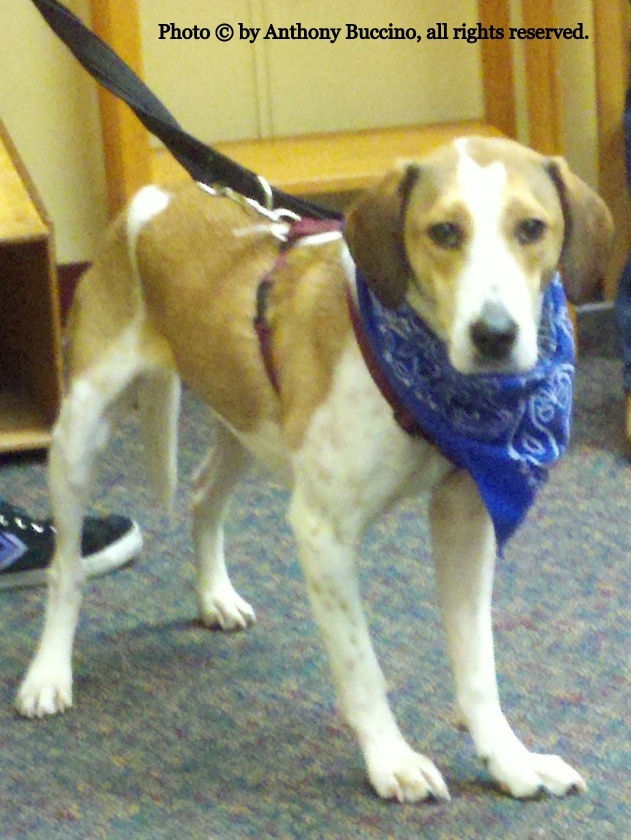 Daniel the Miracle Beagle, photo  2013 Anthony Buccino